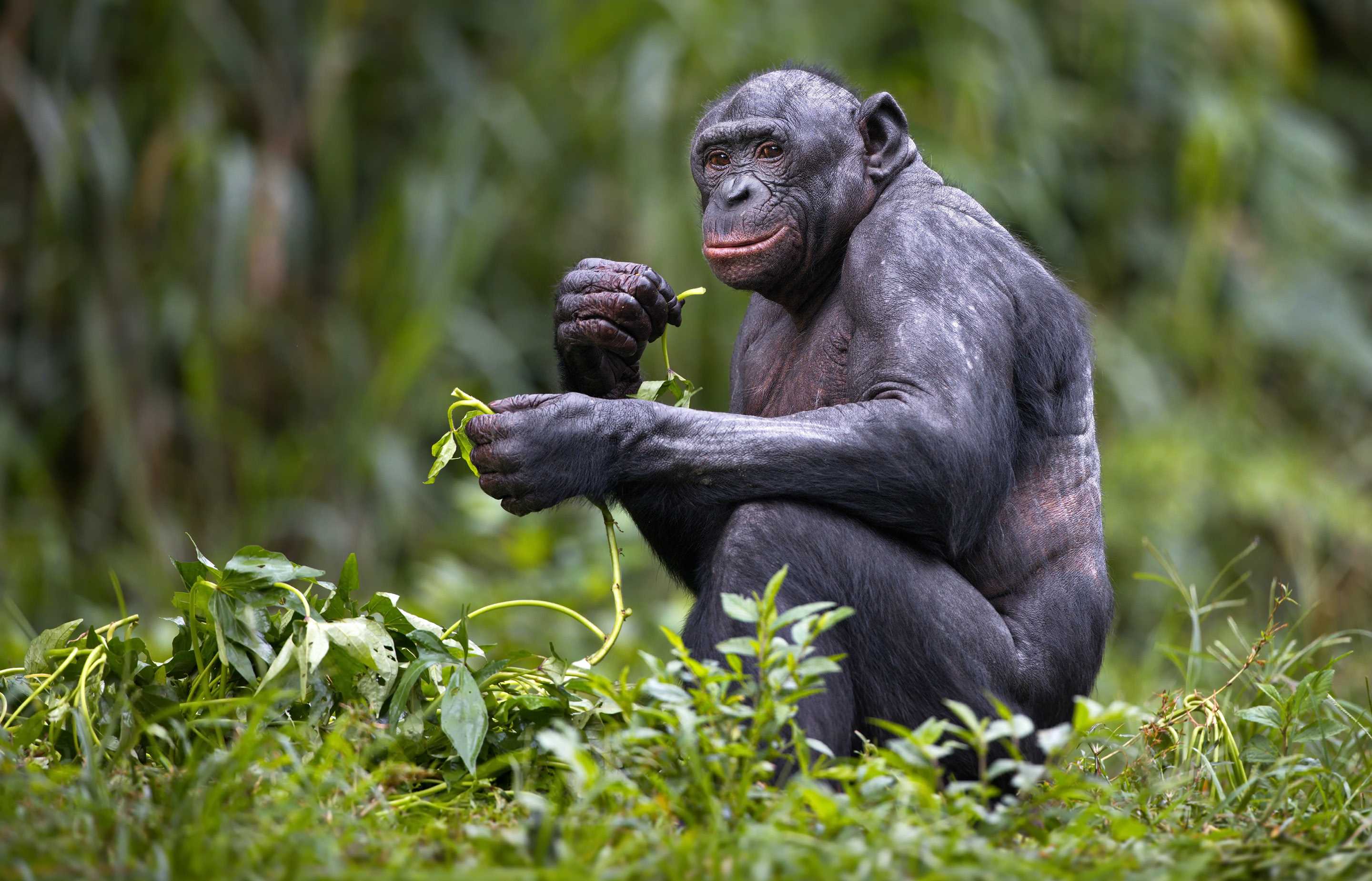 Image of squatting bonobo eating