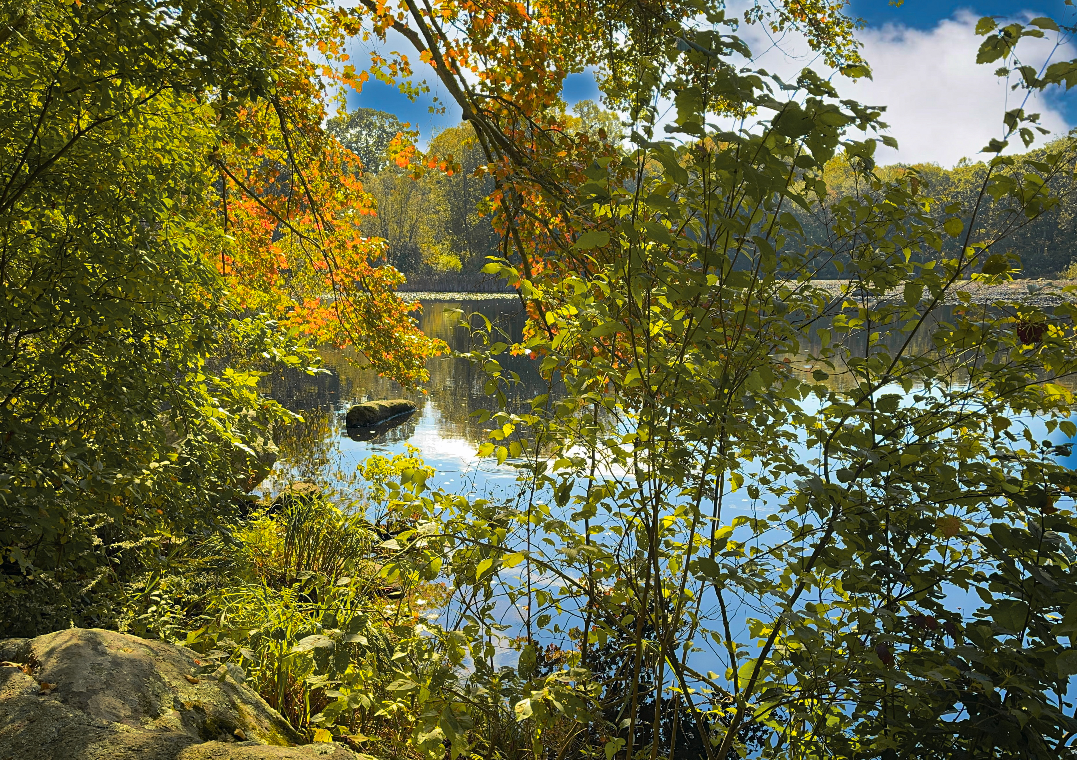 Trees hanging over pond