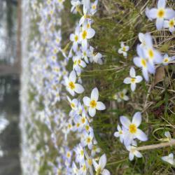 Flowering on campus