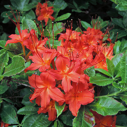 Cumberland Azalea 