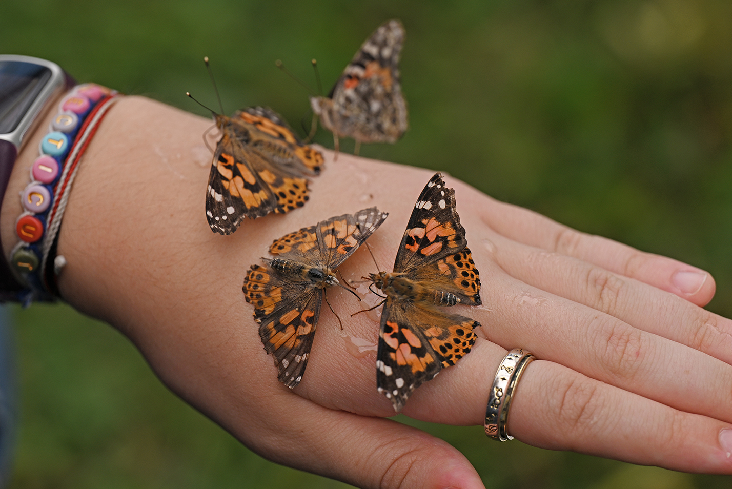 four painted lady butterflies alight on a hand